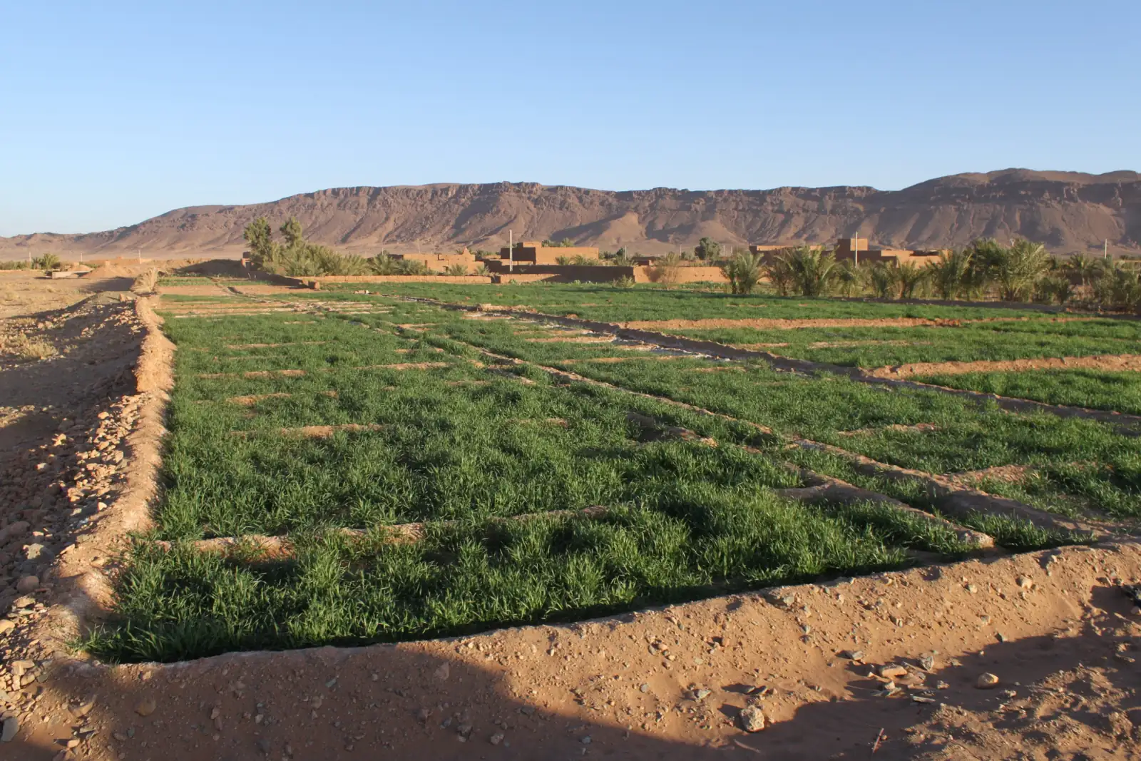 Green fields in the Draa valley outside Zagora with desert mountains behind